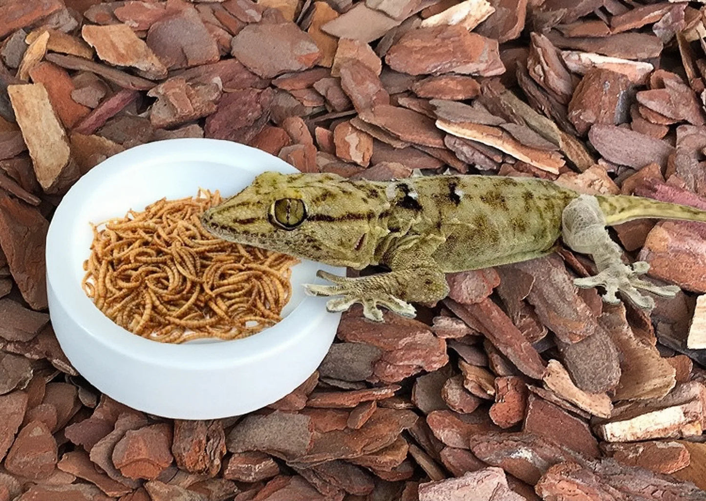 Reptile Water & Food Bowl – Anti-Escape Ceramic Pet Dish for Lizards & Bearded Dragons